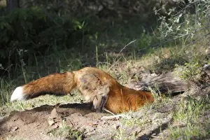 Digging Prints: Red Fox - adult digging. Montana - United States