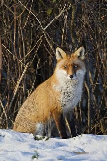 Images Dated 19th January 2013: Red Fox adult fox in snow Germany