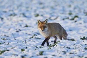 Carnivora Gallery: Red Fox  adult fox in snow  Germany
