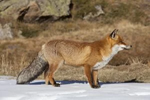 Red Fox adult fox in snow Italy