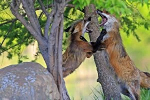 Images Dated 24th May 2009: Red Fox - two adults fighting. Minnesota - USA