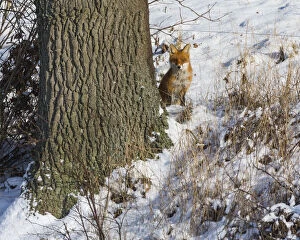 Foxes Gallery: Red Fox - alert sitting behind a tree in the snow, North Hessen, Germany Date: 11-Feb-19