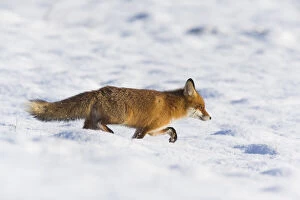 Images Dated 11th February 2019: Red Fox - alert walking across snow covered field, North Hessen, Germany Date: 11-Feb-19