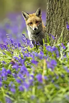 Red Fox - in Bluebells - controlled conditions 16042