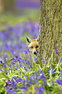 Red Fox - in Bluebells - controlled conditions 16046