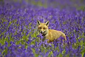 Red Fox - in Bluebells - controlled conditions 16103