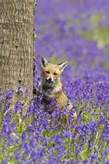 Red Fox - in Bluebells - controlled conditions 16114