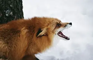 Vocalising Prints: Red Fox - calling in snow