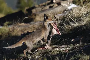 Scavenging Prints: Red Fox - carrying prey. Pyrenees - France / Spain