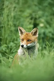 Startled Prints: Red Fox CK 3188 Vulpes vulpes © Chris Knights / ARDEA LONDON