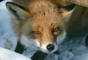 RED FOX - close-up in the snow