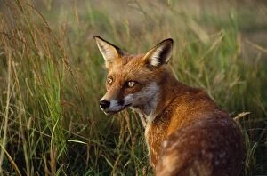 RED FOX - close-up in tall grass