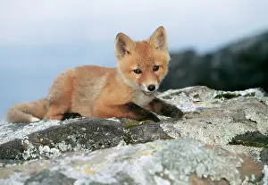 Nocturnal Prints: Red Fox Cub