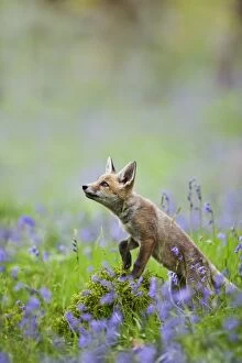 Images Dated 17th May 2011: Red Fox - cub in bluebell woodland - controlled conditions 12796
