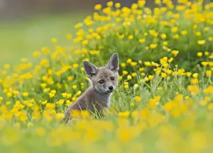 Buttercup Prints: Red Fox - cub in buttercup meadow - controlled conditions 12740