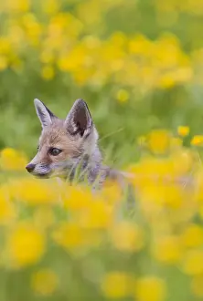 Buttercup Prints: Red Fox - cub in buttercup meadow - controlled conditions 12742