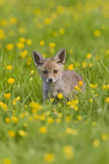 Buttercup Prints: Red Fox - cub in buttercup meadow - controlled conditions 12761