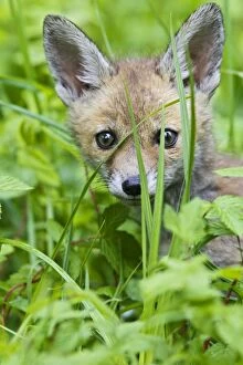 Images Dated 29th April 2011: Red Fox - cub in cover - close up - controlled conditions 12654