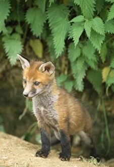 Red FOX - cub at den