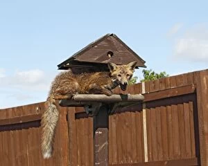 Bird Table Collection: Red Fox - cub feeding from bird table - Bedfordshire UK 10855