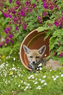 Red Fox - cub in flower pot