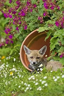 Flower Pot Prints: Red Fox - cub in flower pot - controlled conditions 128549