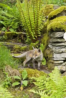 Red Fox - cub in back garden - controlled conditions 12871