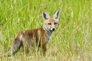 Images Dated 4th June 2011: Red Fox - cub in hayfield - controlled conditions 13277