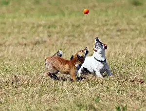 Red Fox - cub and Jack Russell playing with ball - controlled conditions 14286