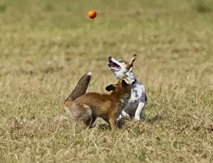 Red Fox - cub and Jack Russell playing with ball - controlled conditions 14287