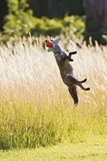 Red Fox - cub jumping for ball - controlled conditions 14304