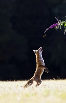 Images Dated 28th July 2011: Red Fox - cub jumping for butterfly - controlled conditions 14273
