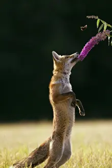Red Fox - cub jumping for butterfly - controlled conditions 14244