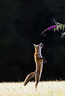 Red Fox - cub jumping for butterfly - controlled conditions 14270