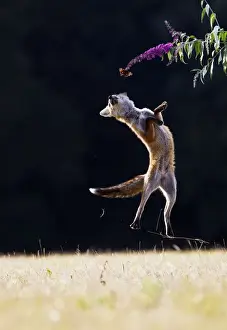 Red Fox - cub jumping for butterfly - controlled conditions 14271
