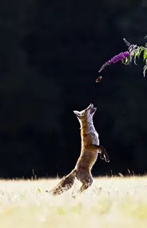 Catching Prints: Red Fox - cub jumping for butterfly - controlled conditions 14273