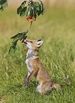 Images Dated 9th July 2011: Red Fox - cub jumping to take cherries from tree