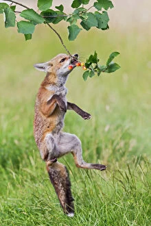 Images Dated 9th July 2011: Red Fox - cub jumping to take cherries from tree