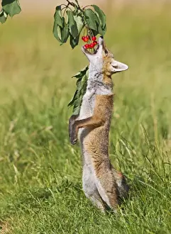 Red Fox - cub jumping to take cherries from tree - controlled conditions 14189