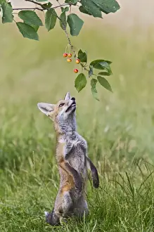 Reaching Prints: Red Fox - cub jumping to take cherries from tree - controlled conditions 14219