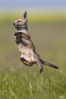 Red Fox - cub jumping in meadow