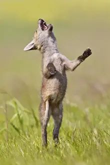 Funny Prints: Red Fox - cub jumping in meadow - controlled conditions 12719