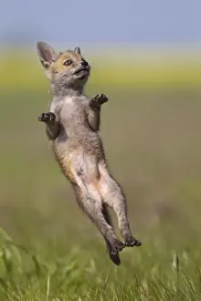 Red Fox - cub jumping in meadow - controlled conditions 12721