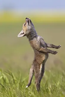 Red Fox - cub jumping in meadow - controlled conditions 12722