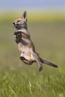 Jumping Prints: Red Fox - cub jumping in meadow - controlled conditions 12723