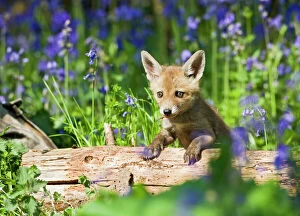 UK Wildlife Collection: Red Fox - cub on log in bluebells - controlled conditions 12692