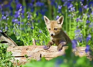 Cubs Prints: Red Fox - cub on log in bluebells - controlled conditions 12692