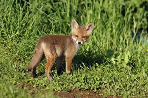 Images Dated 24th May 2009: Red Fox - cub on meadow, Hessen, Germany