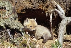Images Dated 11th March 2009: Red Fox - cub outside den