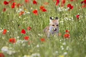 Red Fox - cub in poppy meadow - controlled conditions